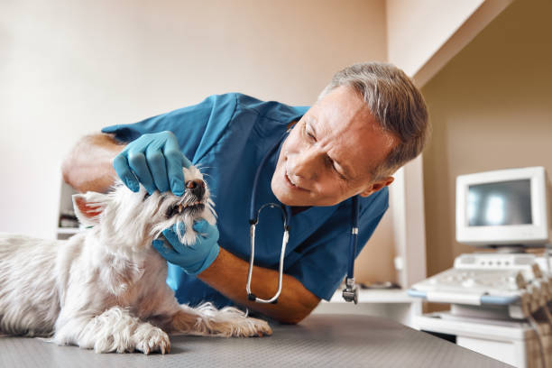 Professional Emergency Dentist in SD